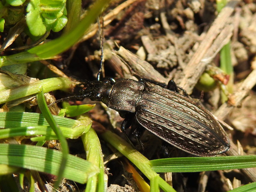 Carabus granulatus - mezei futrinka