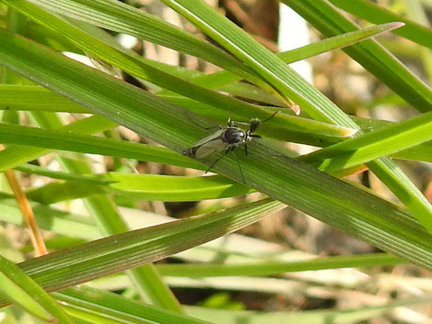 Chironomidae - árvaszúnyogok