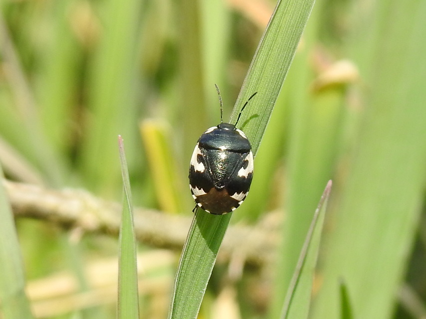 Tritomegas bicolor - foltos földipoloska
