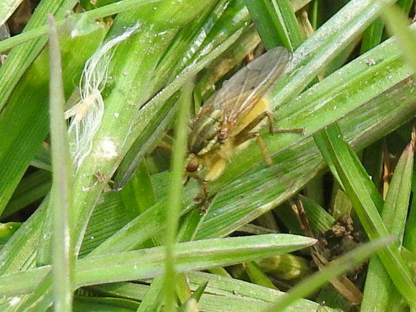 Scathophaga stercoraria - közönséges trágyalégy