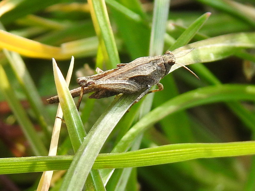 Tetrix subulata - közönséges tövishátúsáska