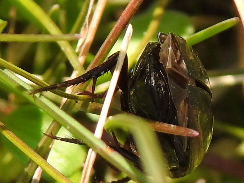 Hydaticus seminiger - fekete mocsáricsíkbogár