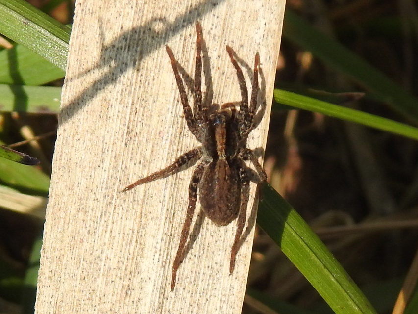 Pardosa alacris/lugubris