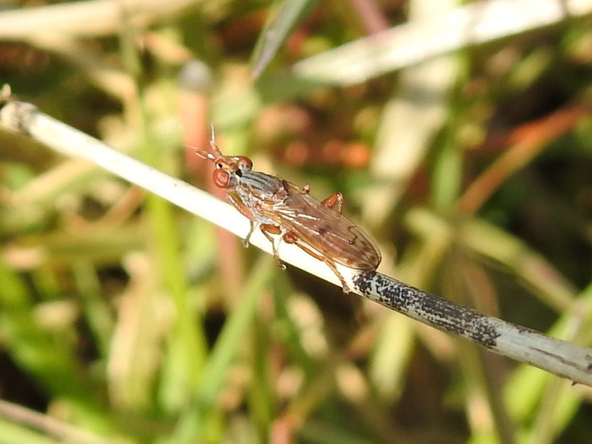 Sciomyzidae - szarvaslégyfélék