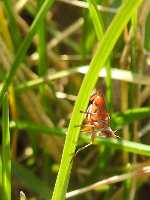 Sciomyzidae - szarvaslégyfélék