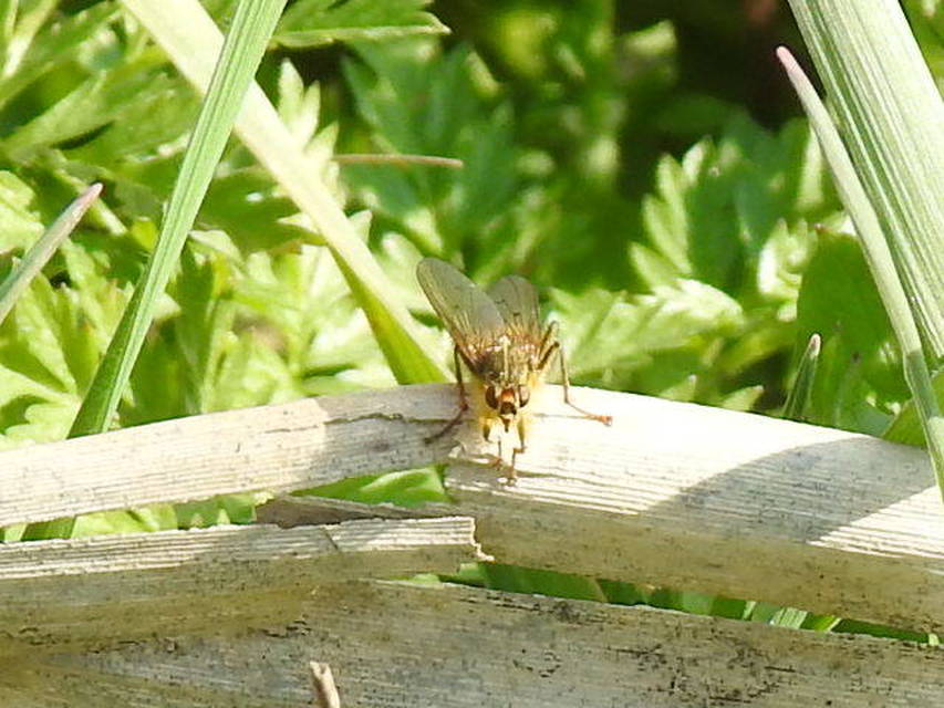 Scathophaga stercoraria - közönséges trágyalégy
