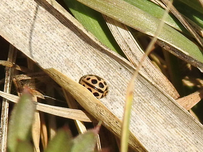 Tytthaspis sedecimpunctata - tizenhatpettyes katica