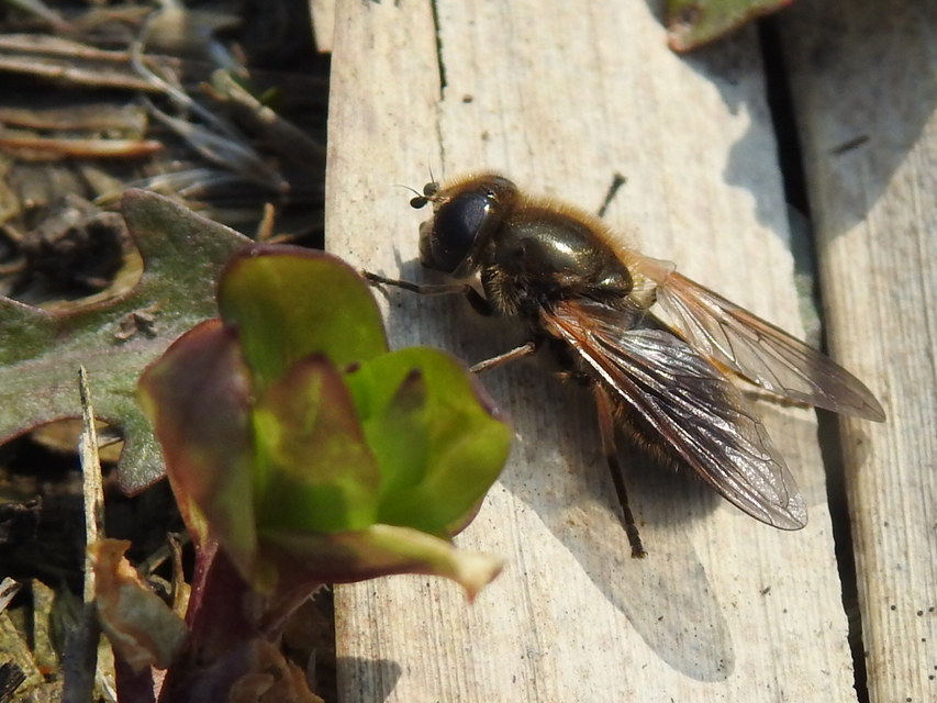 Cheilosia
