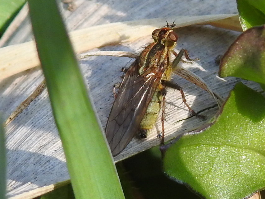 Scathophaga stercoraria - közönséges trágyalégy