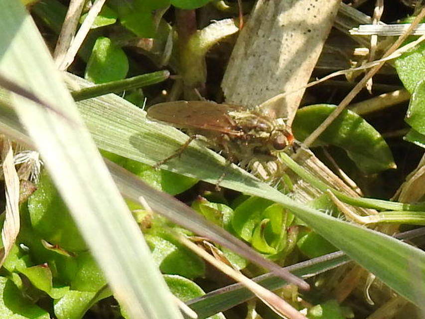 Scathophaga stercoraria - közönséges trágyalégy
