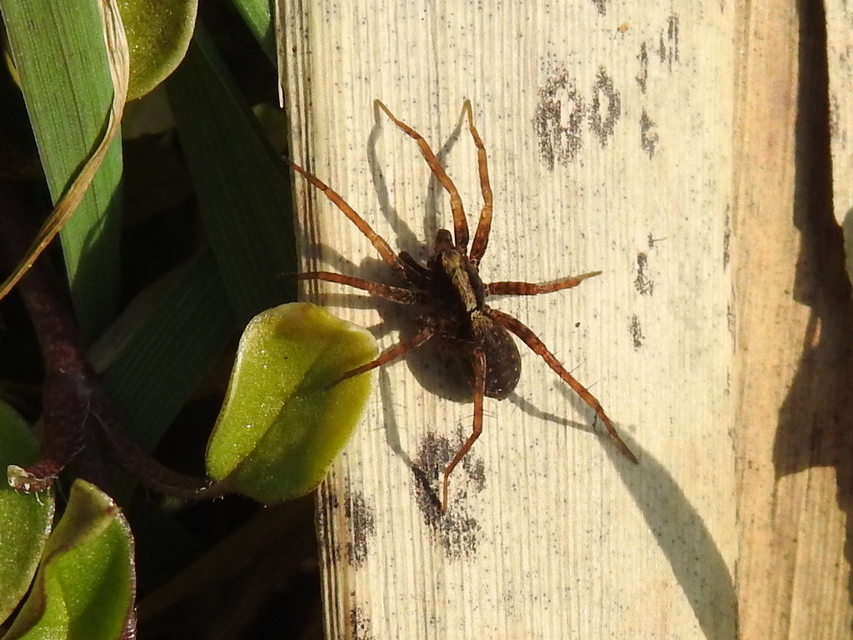 Pardosa alacris/lugubris