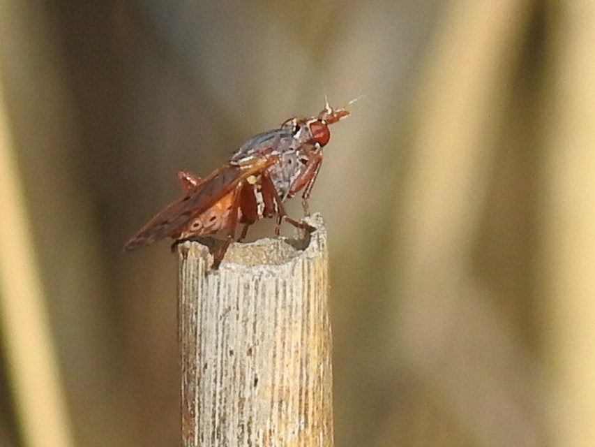 Sciomyzidae - szarvaslégyfélék