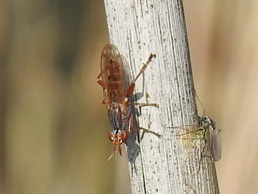 Sciomyzidae - szarvaslégyfélék