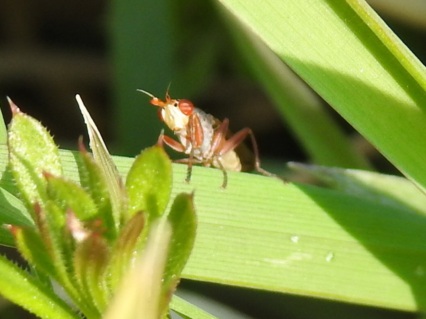 Sciomyzidae - szarvaslégyfélék