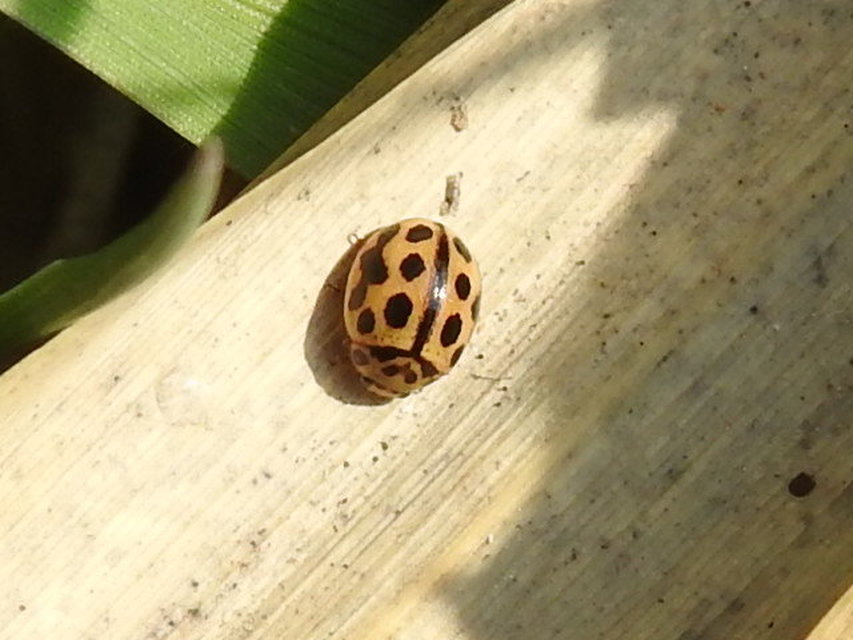 Tytthaspis sedecimpunctata - tizenhatpettyes katica