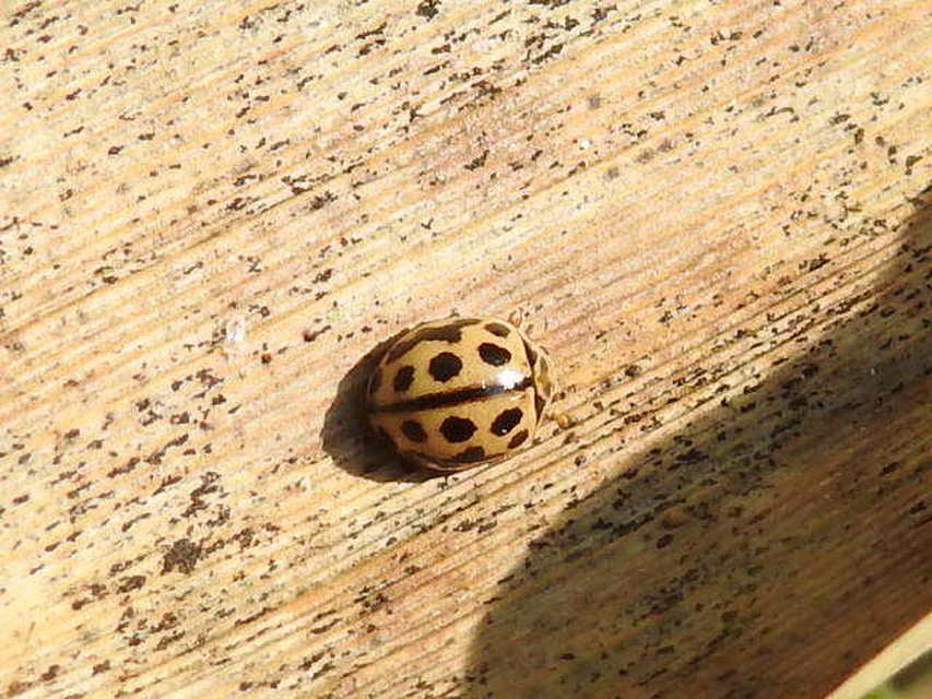 Tytthaspis sedecimpunctata - tizenhatpettyes katica