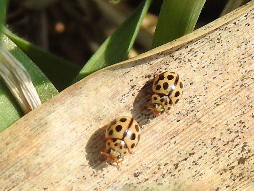 Tytthaspis sedecimpunctata - tizenhatpettyes katica