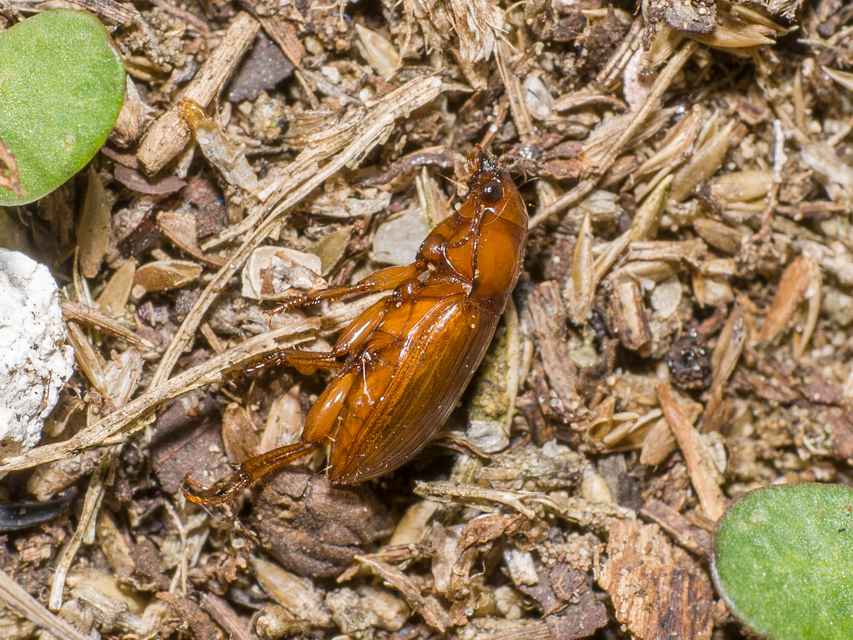 Amara fulva - sápadt közfutó Amara fulva - sápadt közfutó