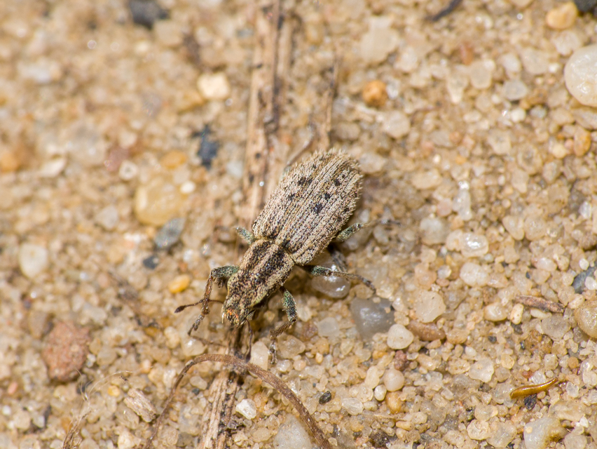 Sitona macularius - borsó-csipkézőbogár