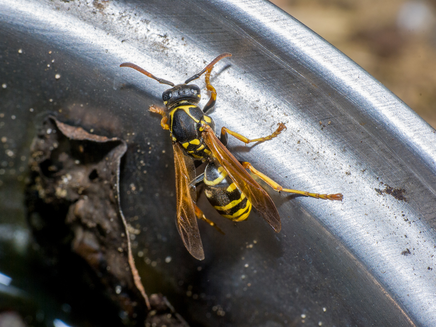 Polistes dominulus - déli papírdarázs
