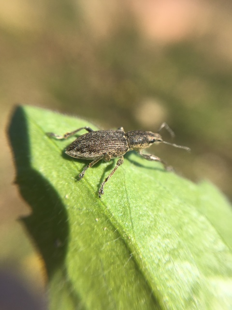 Tanymecus palliatus - közönséges hegyesfarúbarkó