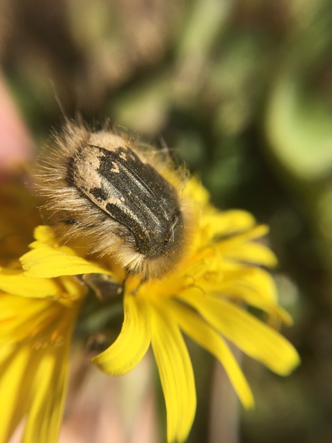 Tropinota hirta - bundás virágbogár