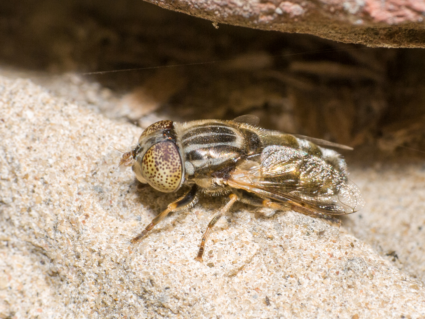 Eristalinus aeneus - bronzos foltosszeműlégy
