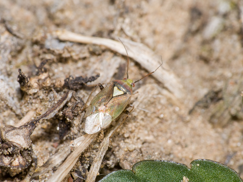 Lygus rugulipennis - molyhos mezeipoloska