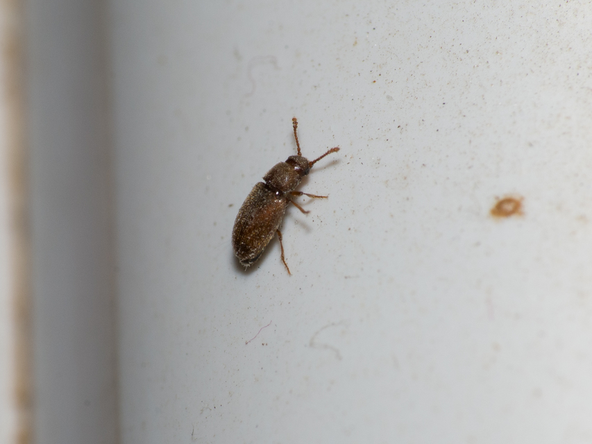 Cryptophagidae - penészbogárfélék
