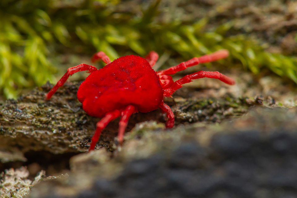 Trombidium