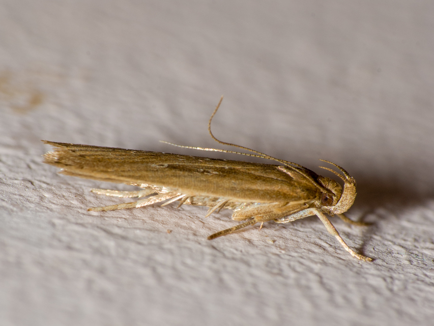 Helcystogramma triannulella - szuláksodró lápimoly