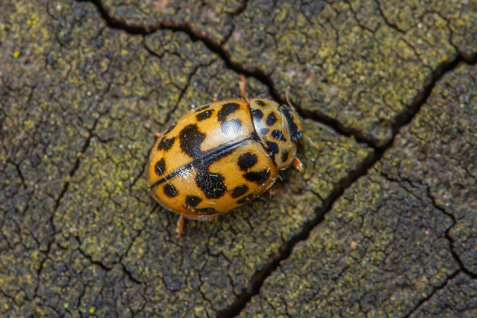 Oenopia conglobata - rózsás katica