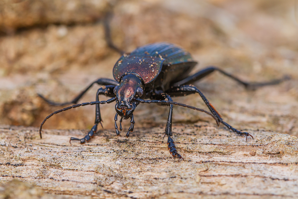 Carabus ulrichii ulrichii - közönséges rezes futrinka Carabus ulrichii ulrichii - közönséges rezes futrinka