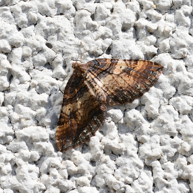 Earophila badiata - csipkerózsa-araszoló