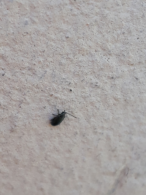 Phyllotreta