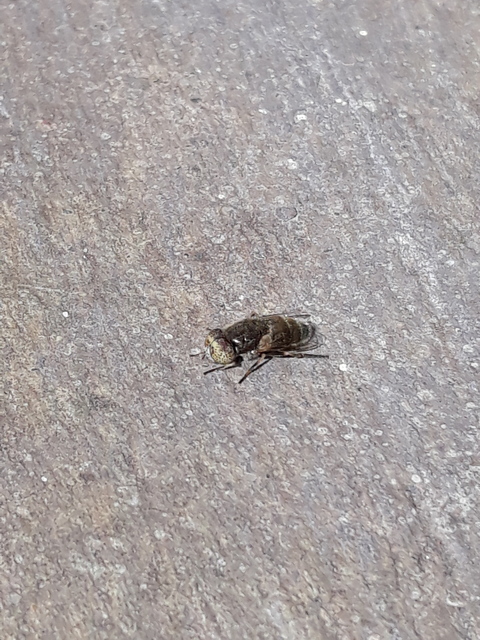 Eristalinus aeneus - bronzos foltosszeműlégy