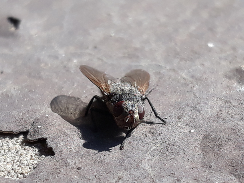Pollenia