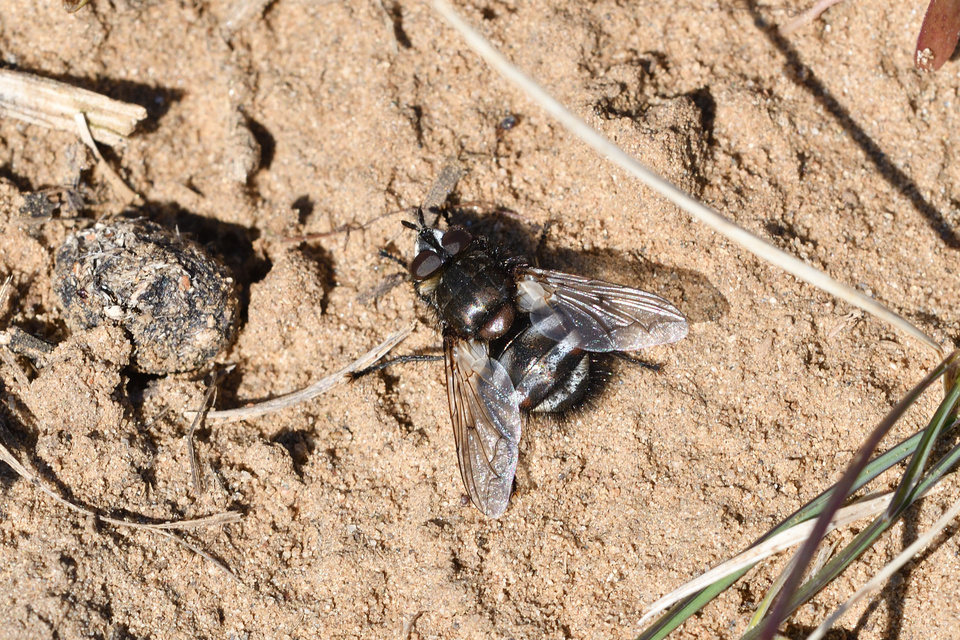 Ernestia puparum