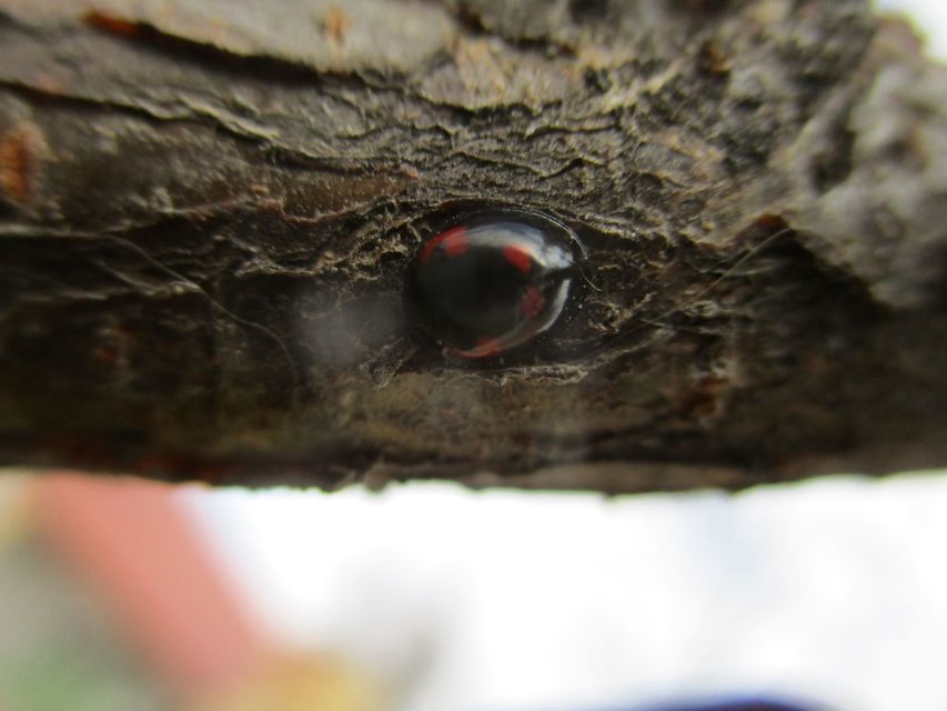 Exochomus quadripustulatus - négyfoltos szerecsenkata