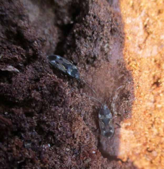 Raglius alboacuminatus - tarka díszesbodobács