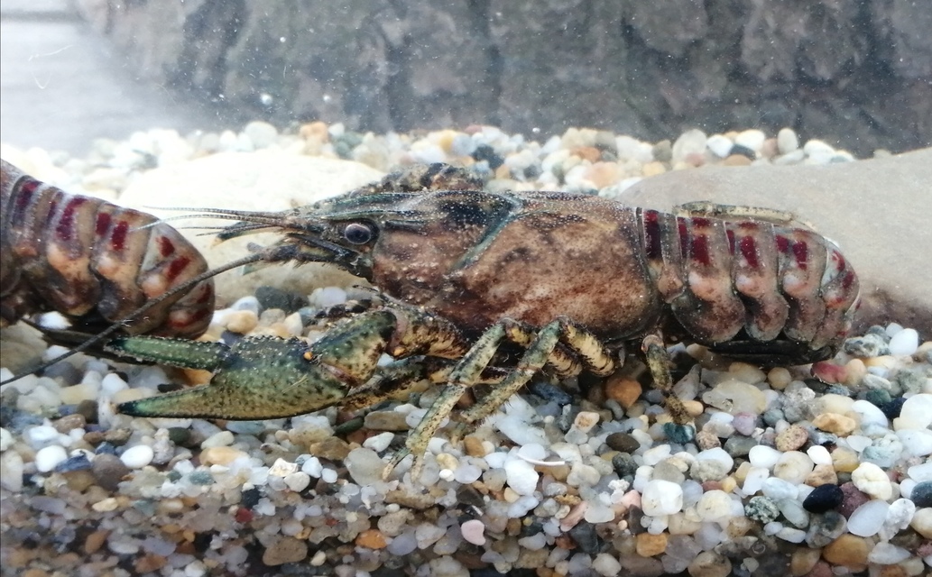 Orconectes limosus - cifrarák