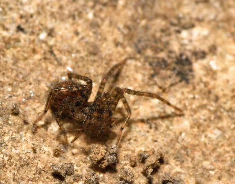 Tegenaria