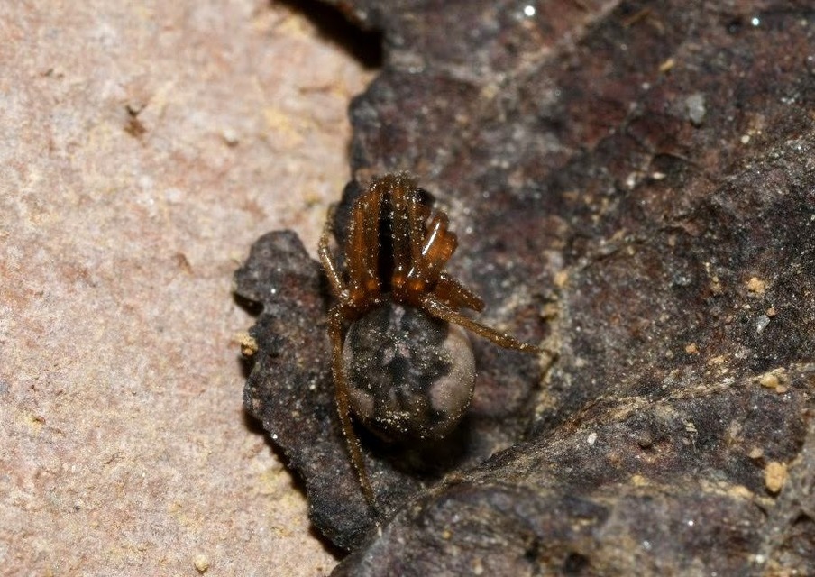 Pachygnatha degeeri