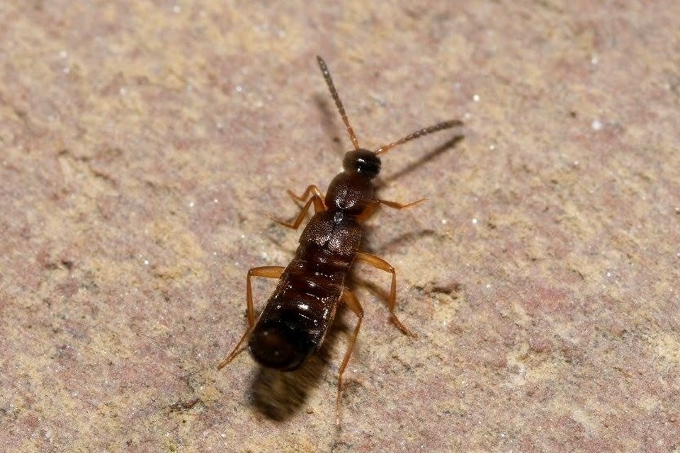 Drusilla canaliculata - közönséges hangyászholyva