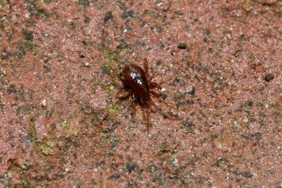 Parasitidae