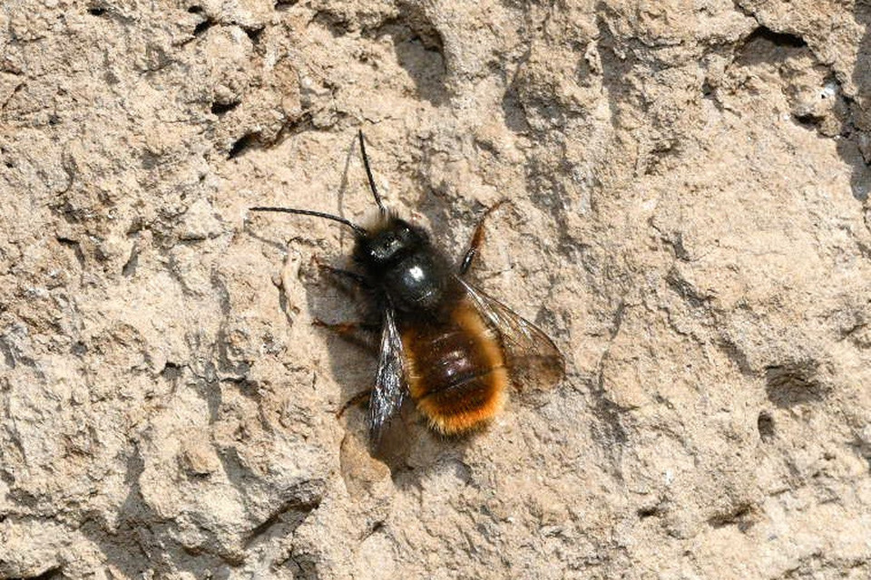 Osmia cornuta - szarvas faliméh