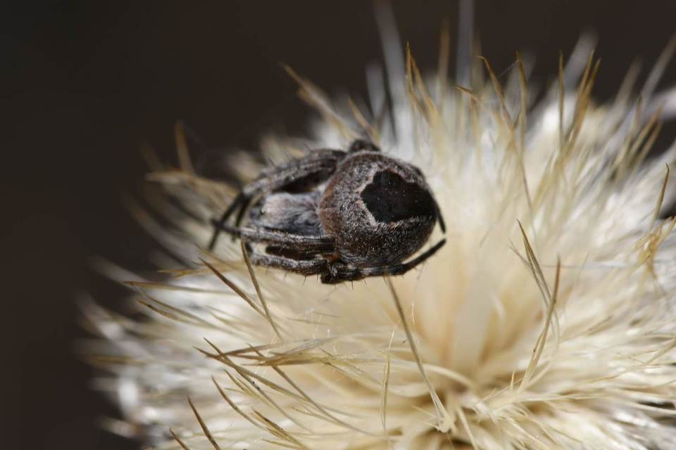 Agalenatea redii - széles keresztespók