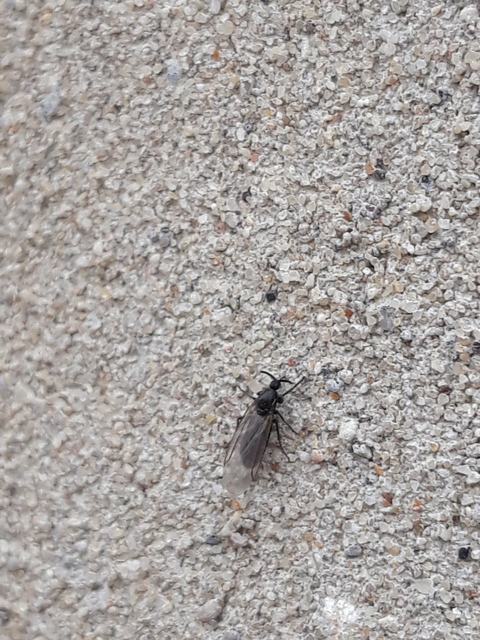 Scatopsidae - lapospotrohú muslicák