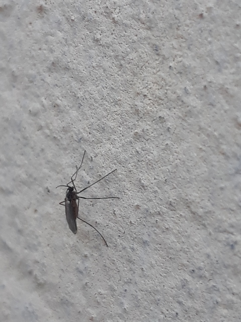 Cecidomyiidae - gubacsszúnyogok