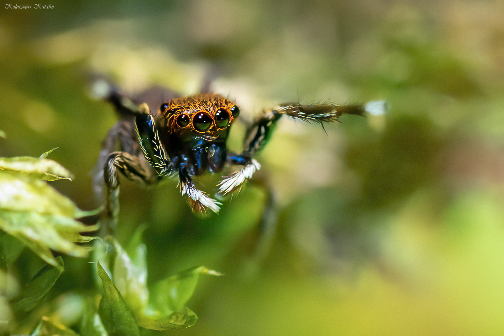 Euophrys frontalis - háromszöges ugrópók